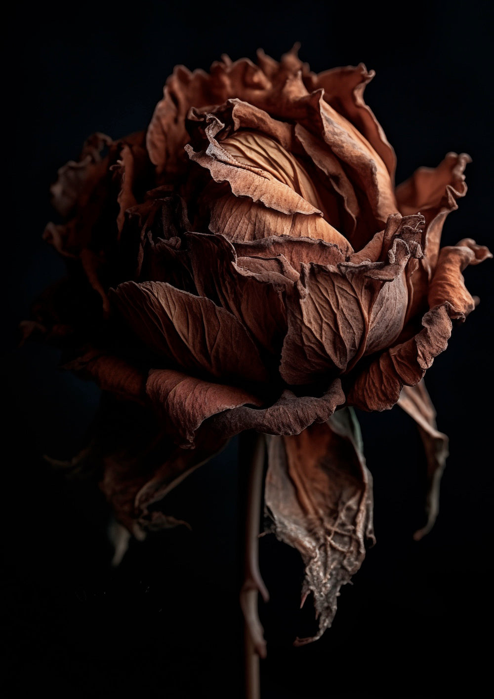 Withered Rose Still Life Wall Art Print