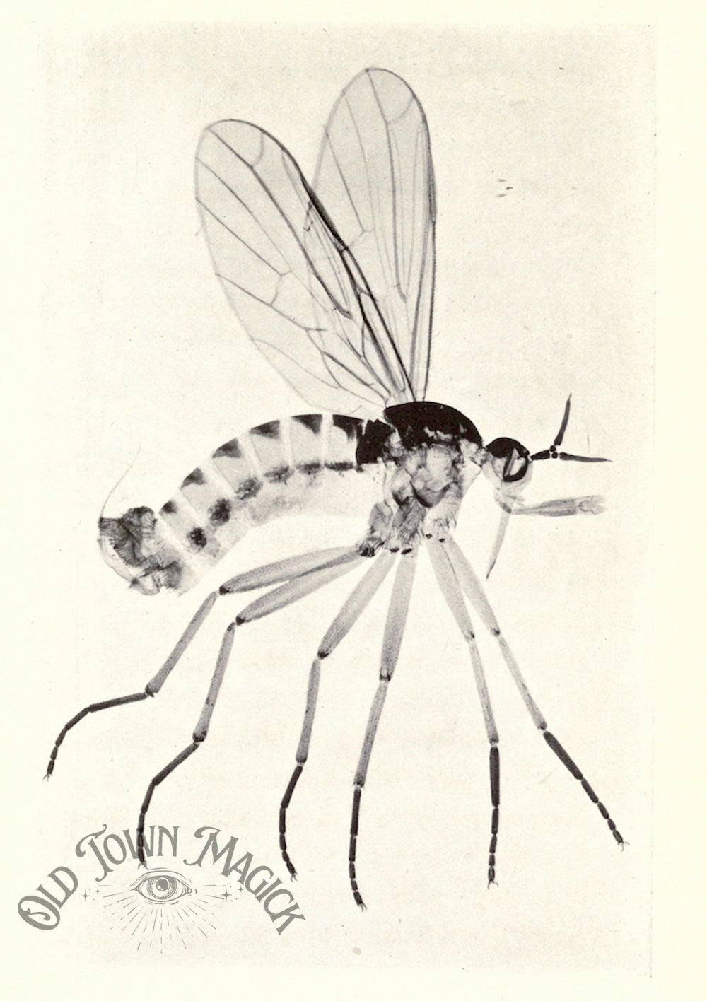 Antique Insect Study Wall Art Print