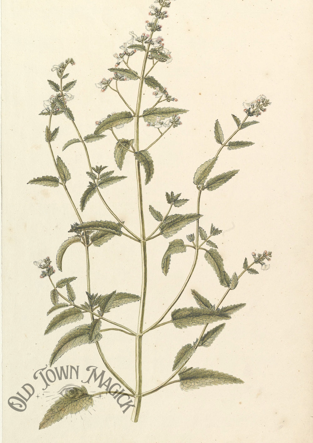 Wildflower Botanical Study 2 Wall Art Print