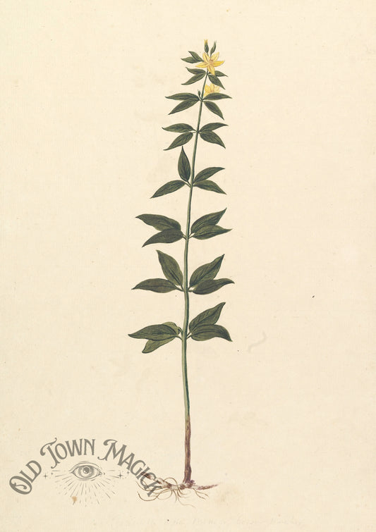 Wildflower Botanical Study3 Wall Art Print