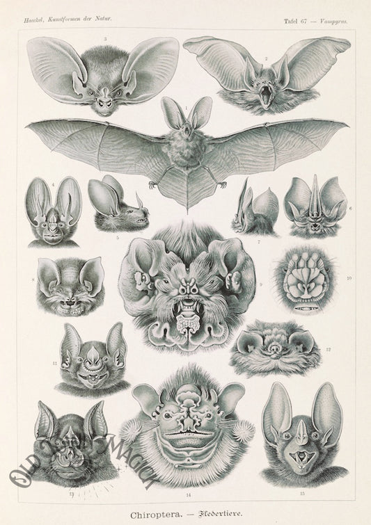 Bat Anatomical Wall Art Print