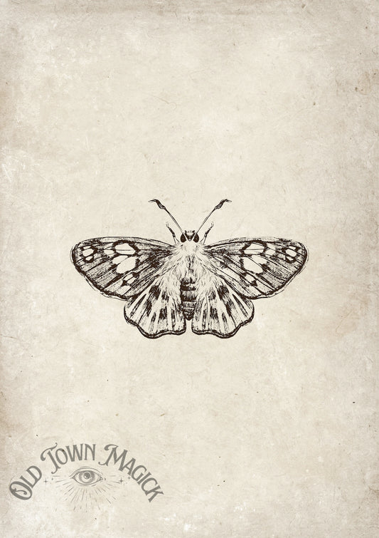 Vintage Moth Sketch Wall Art Print
