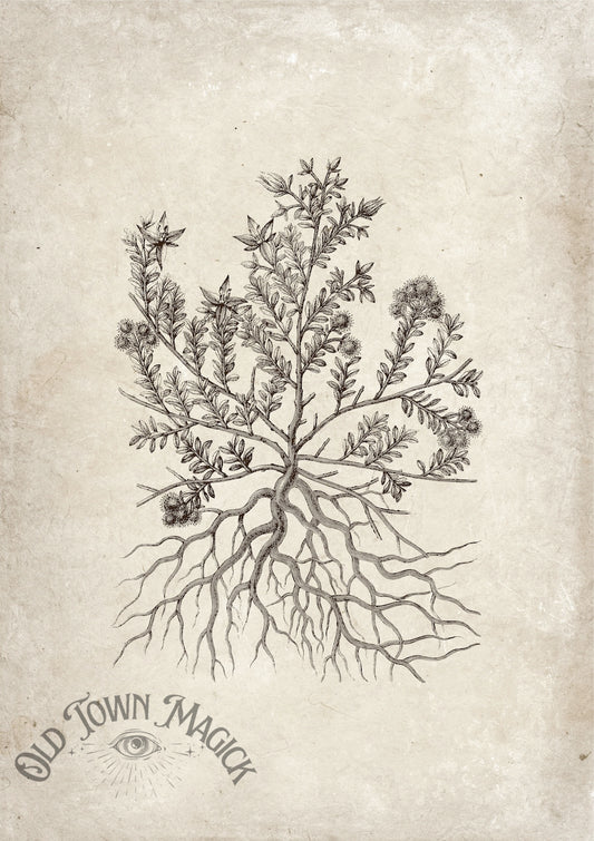 Mystic Herb Sketch Wall Art Print