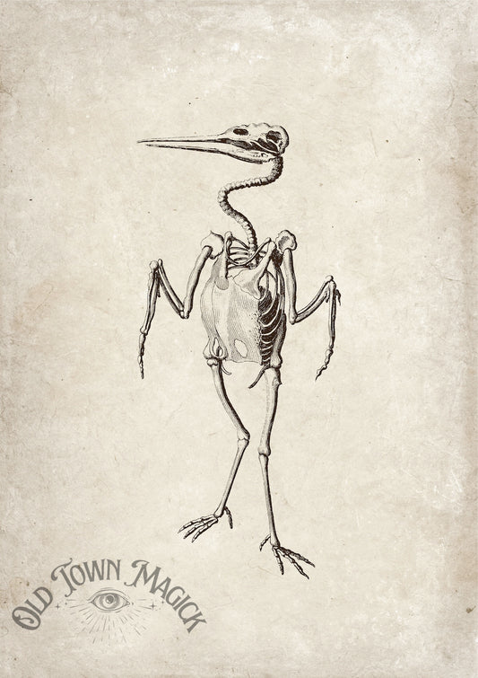 Bird Study Engraving Wall Art Print