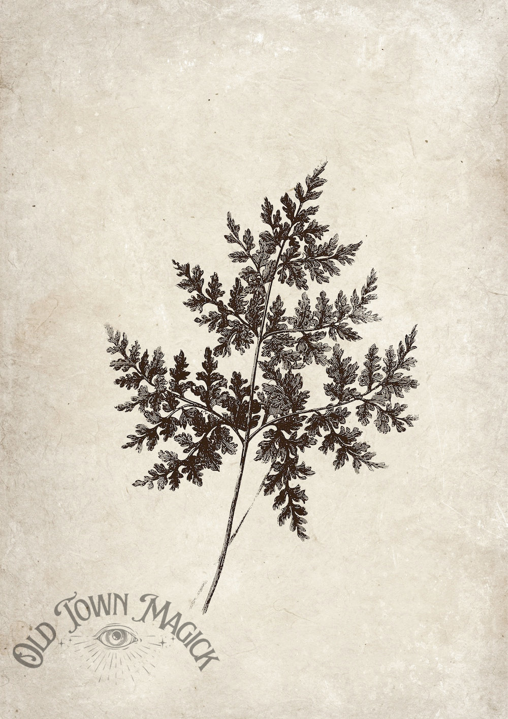 Vintage Fern Sketch Wall Art Print – Botanical Fern Illustration Art - Old Town Magick