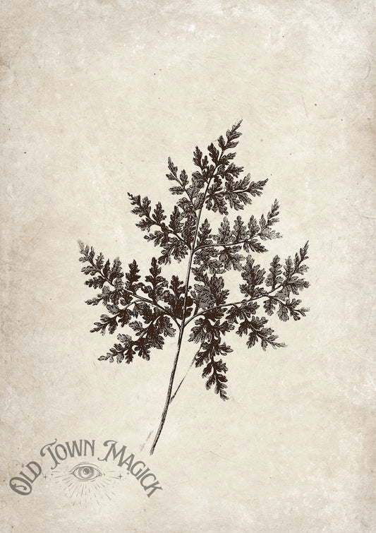 Vintage Fern Sketch Wall Art Print