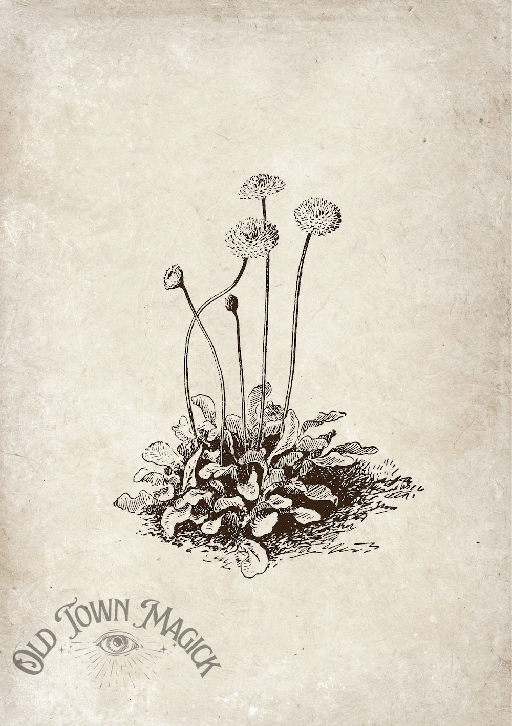 Vintage Garden Weed Sketch Wall Art Print – Botanical Study Illustration - Old Town Magick