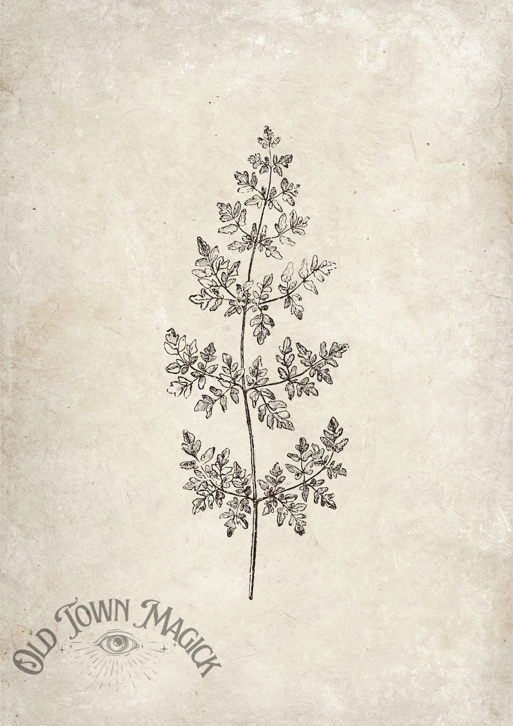 Vintage Leaf Sketch Wall Art Print – Botanical Illustration Art - Old Town Magick
