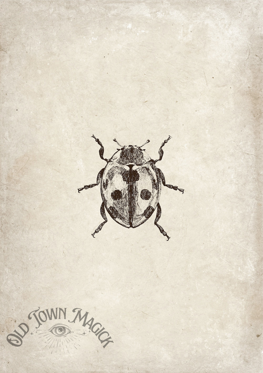 Ladybug Specimen Study Wall Art Print – Vintage Natural History Insect Art - Old Town Magick