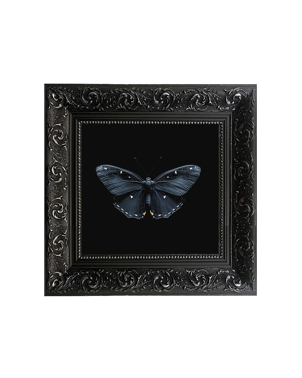 Black Witch Moth (Ascalapha odorata), Framed Square Print (15cm x 15cm)