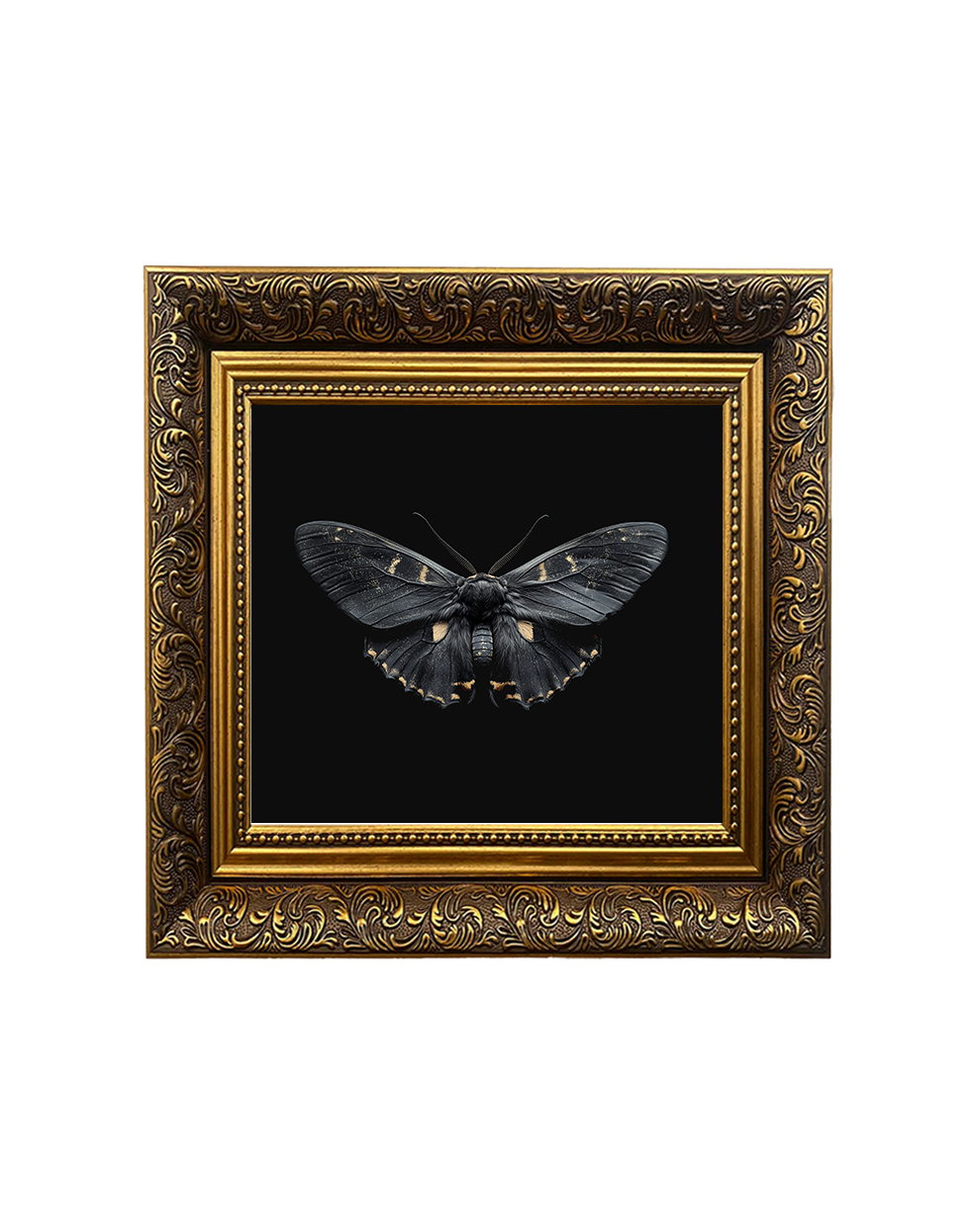 Death’s-Head Hawkmoth (Acherontia atropos), Framed Square Print (15cm x 15cm)