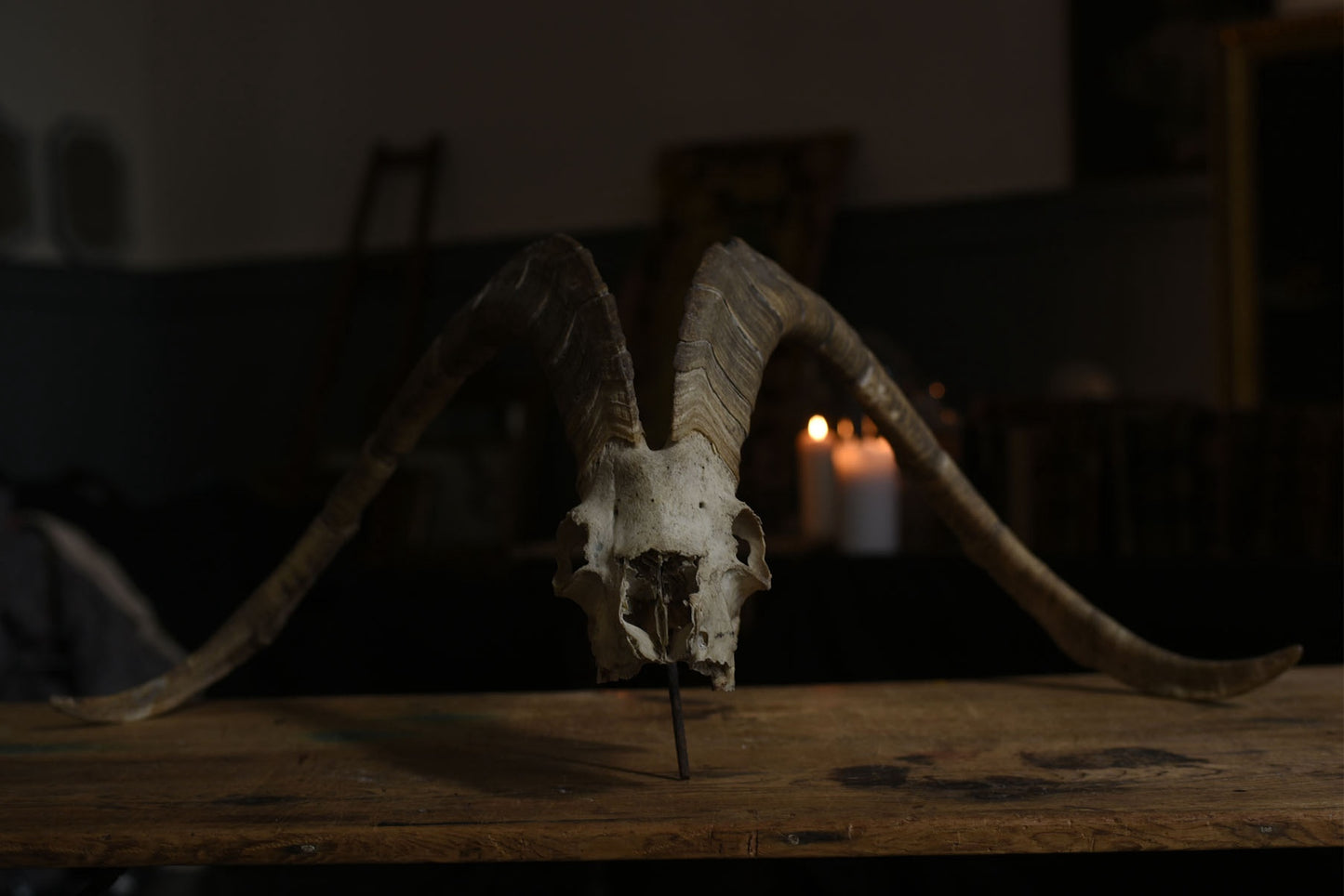 Antique Ram Skull with Horns – Natural History Curiosity Specimen - Old Town Magick