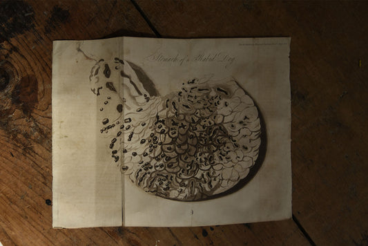 Antique Anatomical Print: Stomach of a Rabid Dog