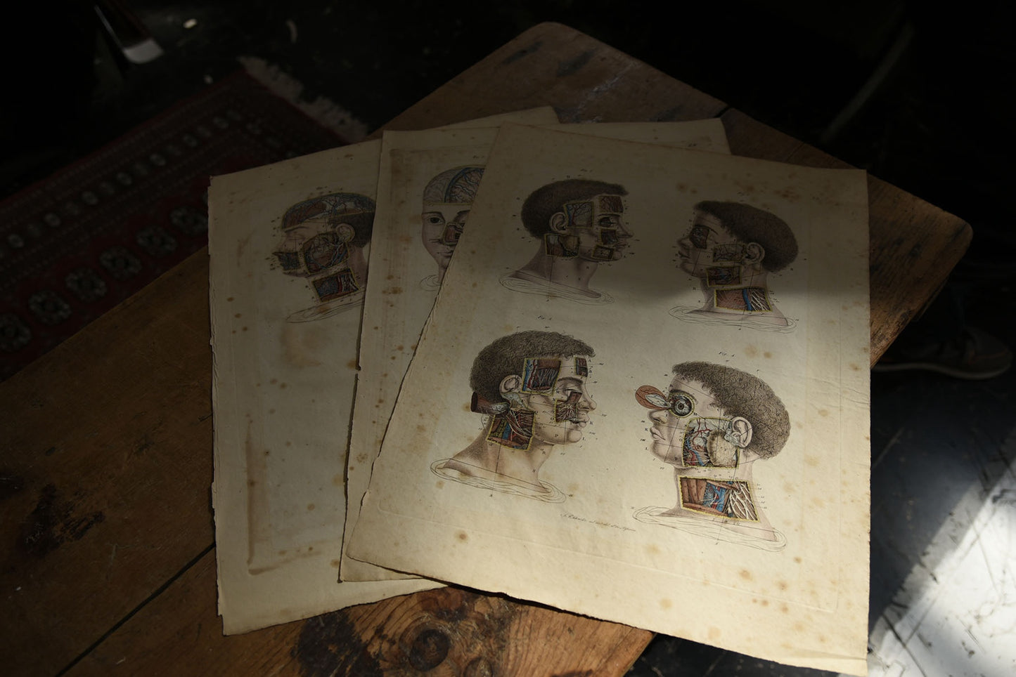 Set of Antique Anatomical Plates (Head & Necks)