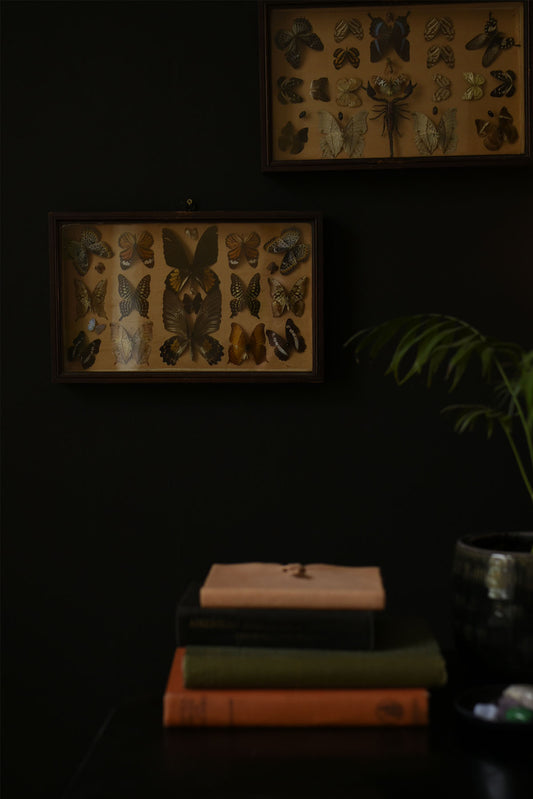 Pair of Lepidopterology Butterfly Display Boxes – Vintage Entomology Frames - Old Town Magick