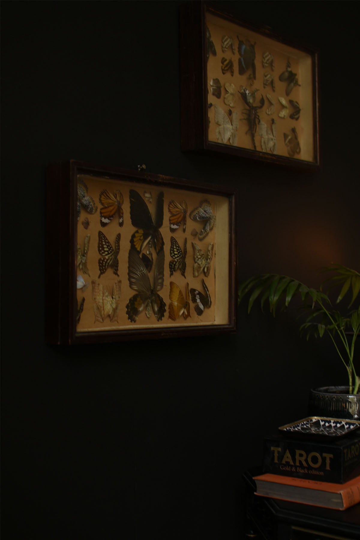 Pair of Lepidopterology Butterfly Display Boxes – Vintage Entomology Frames - Old Town Magick