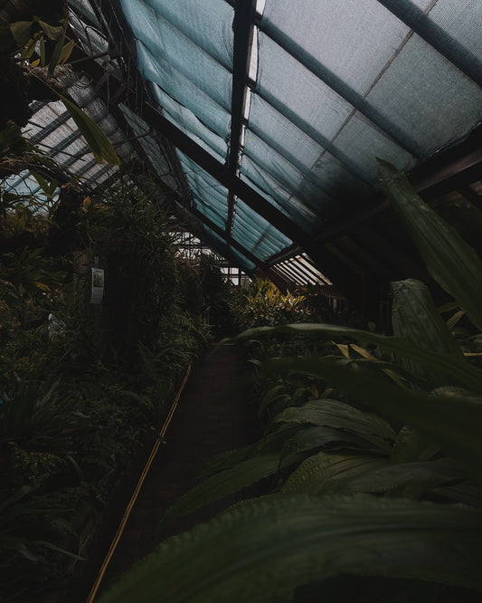 Eerie greenhouse interior with a dark brick path surrounded by lush greenery, conveying a mystical and enchanting mood. 
