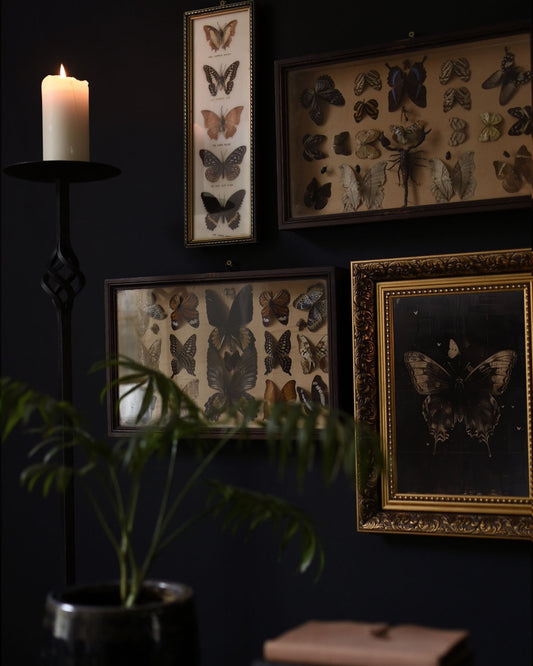 Moody, gothic scene of butterfly artwork in ornate frames on a dark wall, evoking a sense of mystery and old-world charm.
