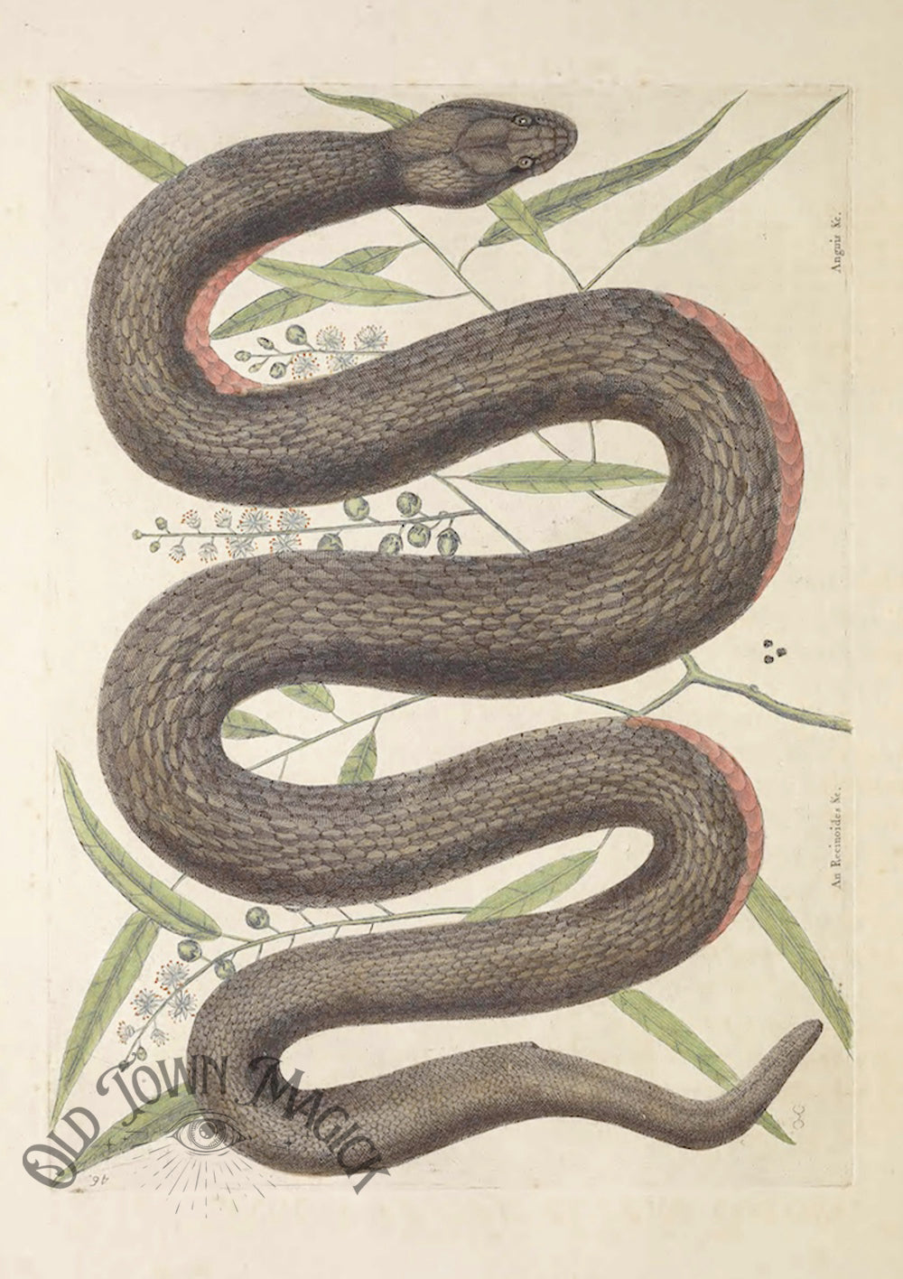 Vintage Snake Illustration Wall Art Print – Gothic Natural History Serpent Art - Old Town Magick
