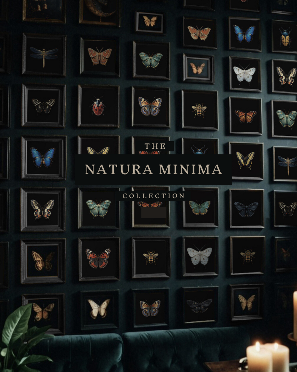 Wall of framed insect art prints in dark gothic style, featuring butterflies, moths, and sacred icons.