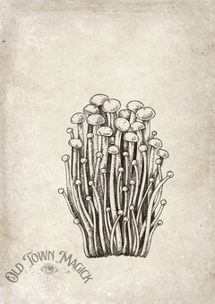 Mushroom Cluster Botanical Study Wall Art Print – Vintage Mushroom Botanical Art