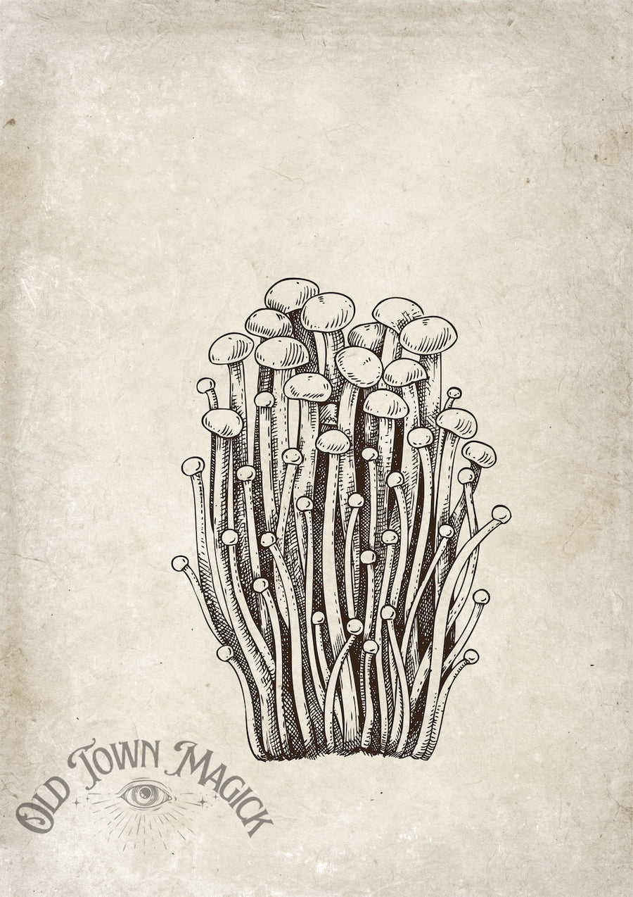 Mushroom Cluster Botanical Study Wall Art Print – Vintage Mushroom Botanical Art
