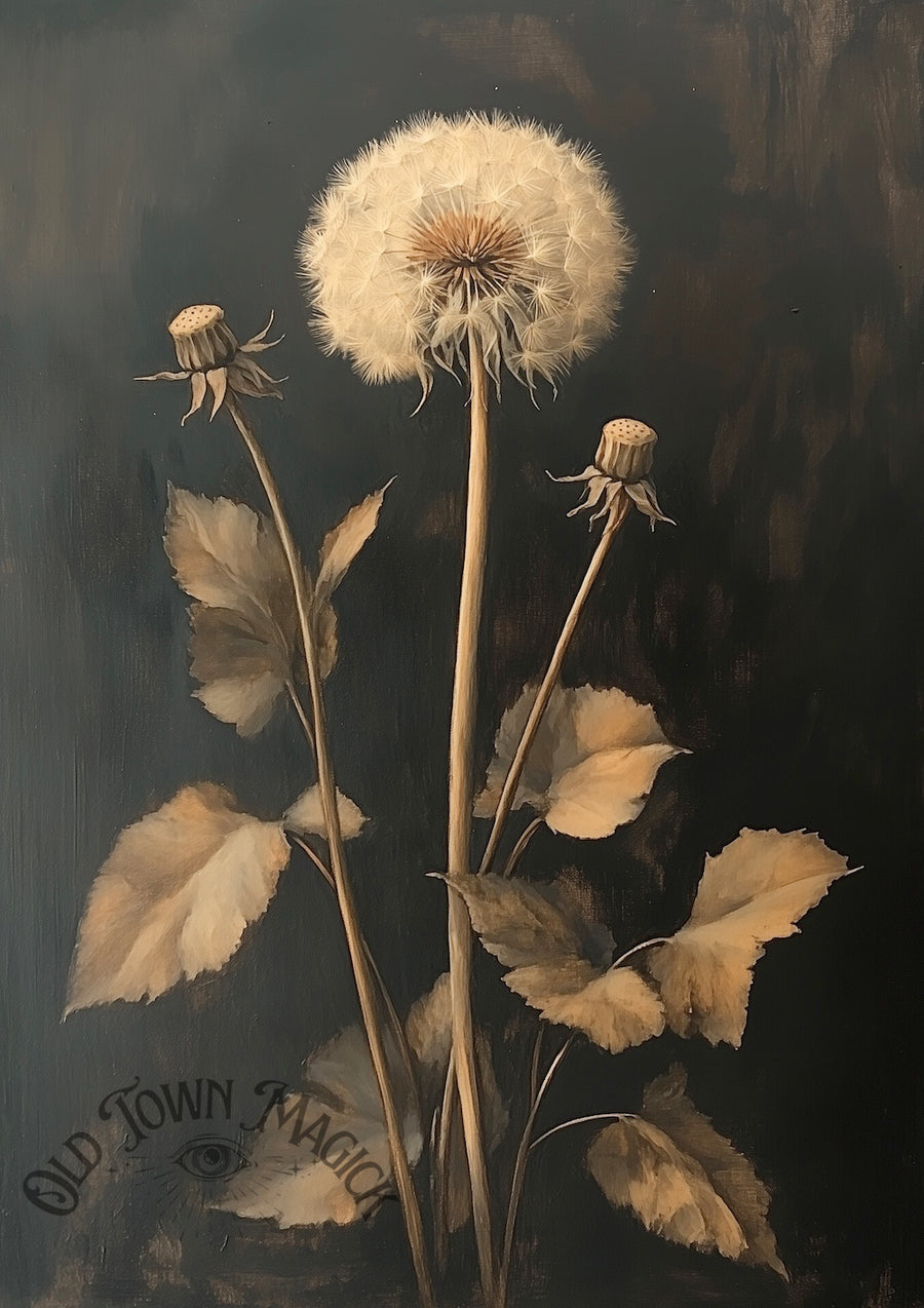 Dark Dandelion Study Wall Art Print – Gothic Botanical Seed Illustration