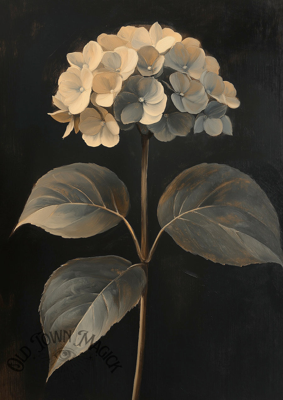 Pale Hydrangea Wall Art Print – Vintage Botanical Flower Illustration
