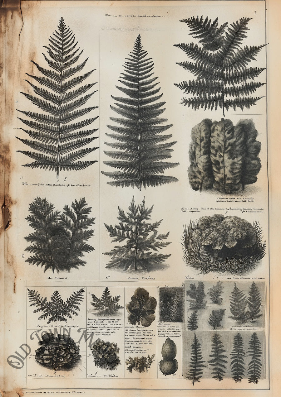 Vintage Fern Collection Wall Art Print – Natural History Fern Illustration