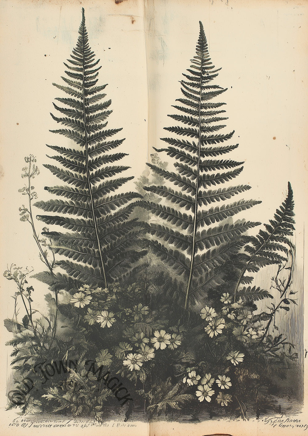 Fern Sketch Collection Wall Art Print – Vintage Botanical Fern Illustration