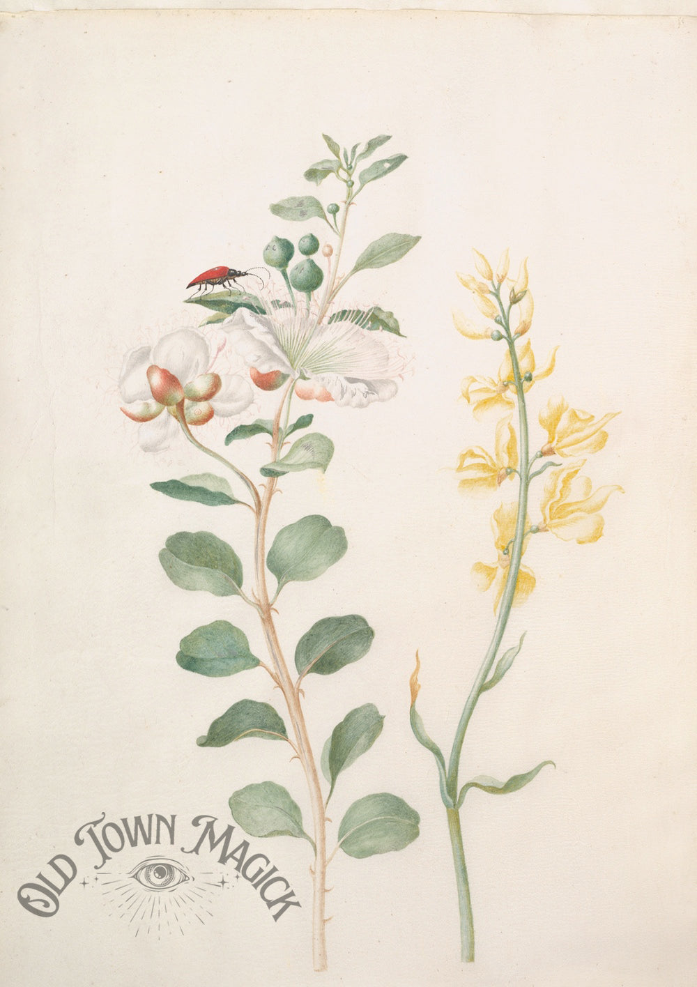 Botanical Flower Study Wall Art Print – Vintage Botanical Illustration