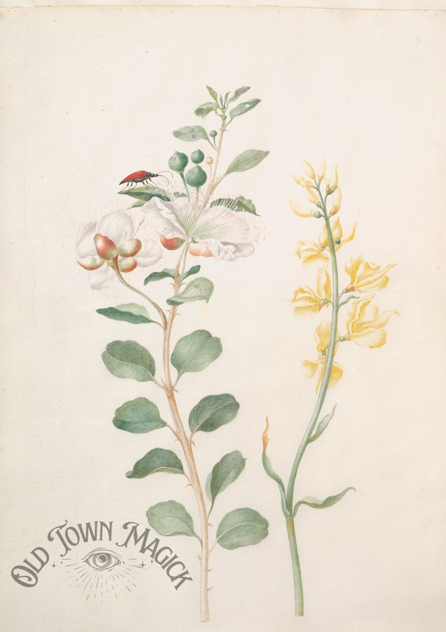 Botanical Flower Study Wall Art Print – Vintage Botanical Illustration