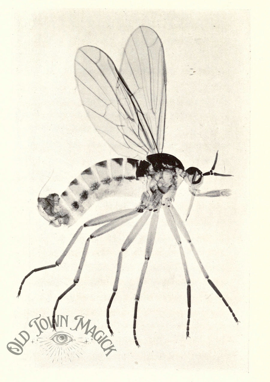 Antique Insect Study Wall Art Print – Vintage Natural History Entomology Art