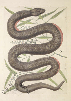 Vintage Snake Illustration Wall Art Print – Gothic Natural History Serpent Art