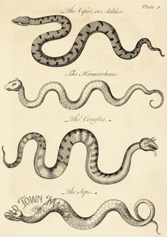 Scientific Snake Plate Wall Art Print – Vintage Natural History Serpent Illustration