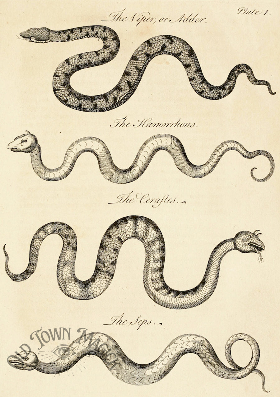 Scientific Snake Plate Wall Art Print – Vintage Natural History Serpent Illustration