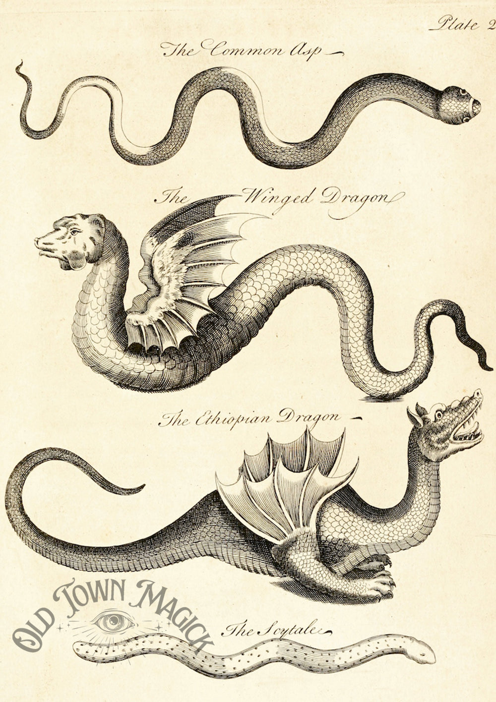 Scientific Dragon Plate Wall Art Print – Mythological Natural History Illustration