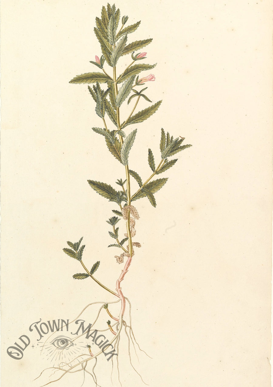 Wildflower Botanical Study Wall Art Print – Vintage Botanical Wildflower Art