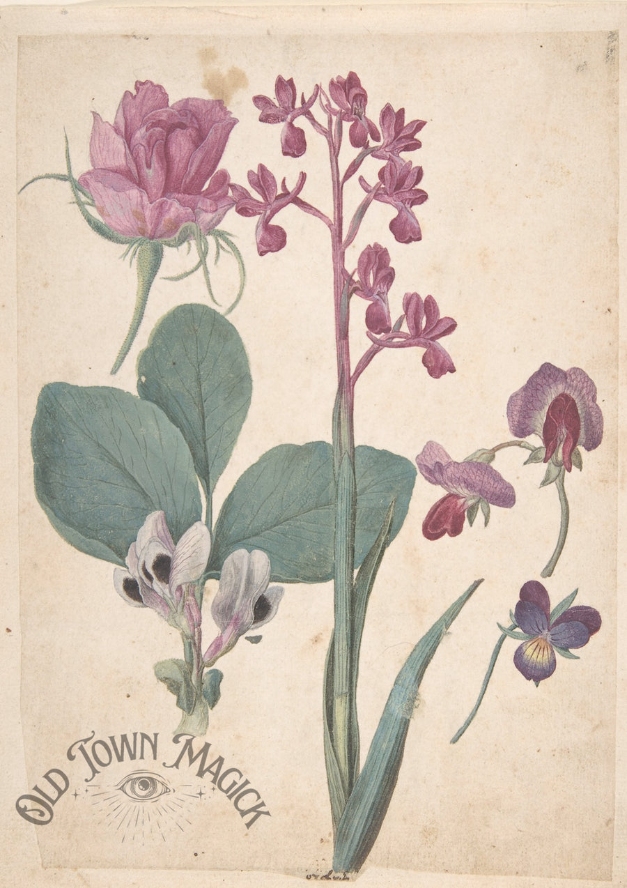 Orchid Botanical Sketch Wall Art Print – Vintage Orchid Botanical Art