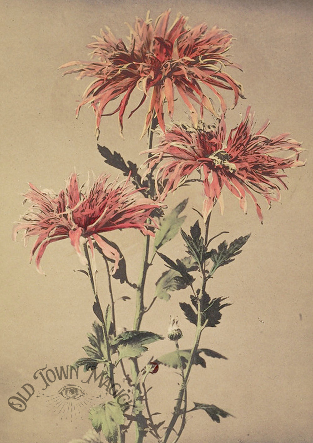 Antique Bloom Illustration Wall Art Print – Vintage Botanical Flower Art