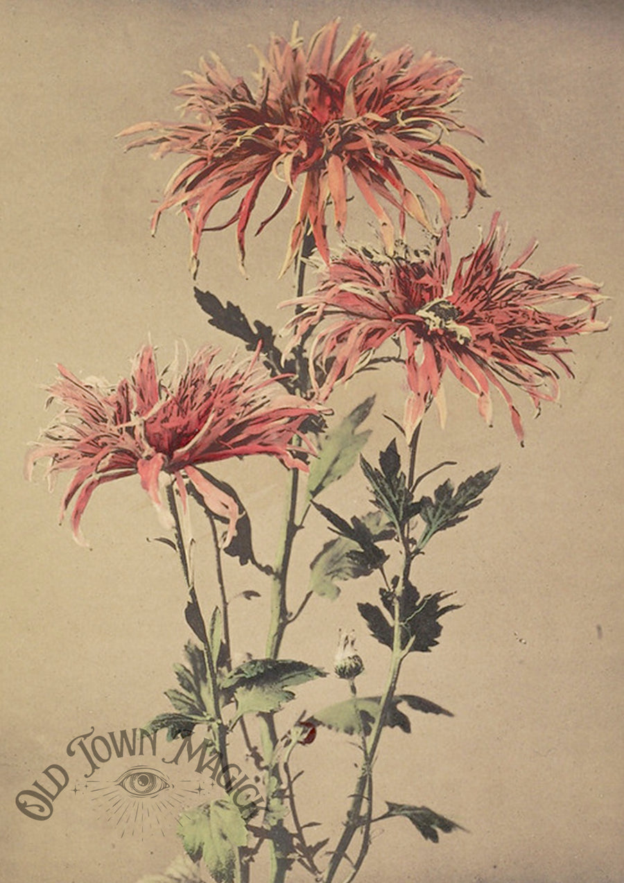 Antique Bloom Illustration Wall Art Print – Vintage Botanical Flower Art