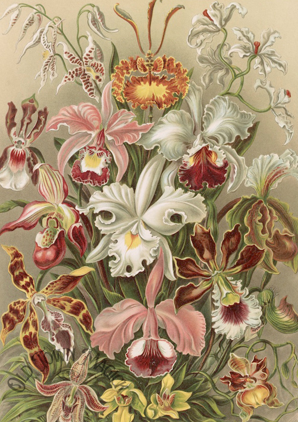 Floral Engraving Collection Wall Art Print – Vintage Botanical Floral Art