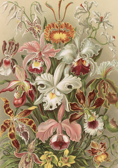 Floral Engraving Collection Wall Art Print – Vintage Botanical Floral Art