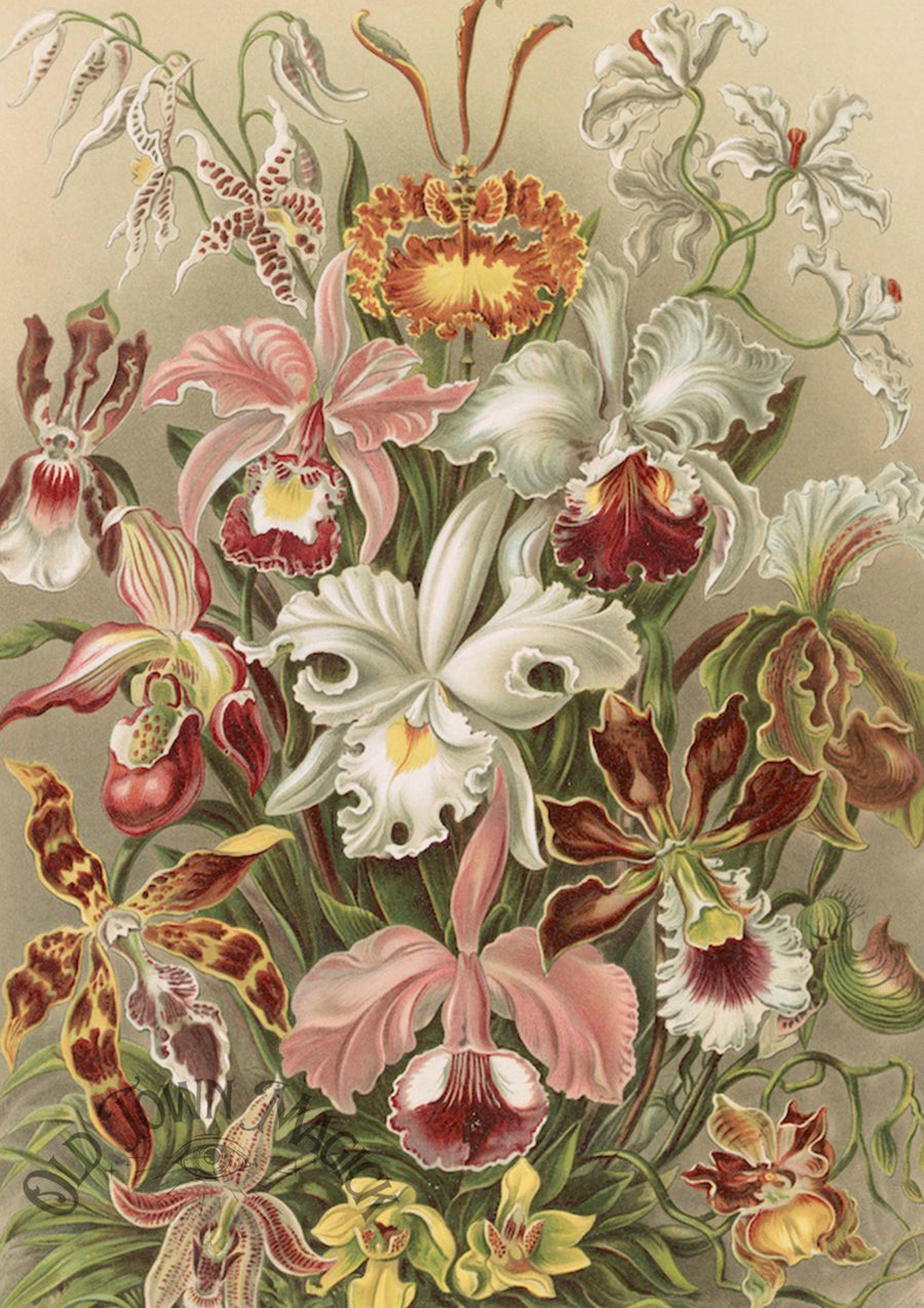 Floral Engraving Collection Wall Art Print – Vintage Botanical Floral Art