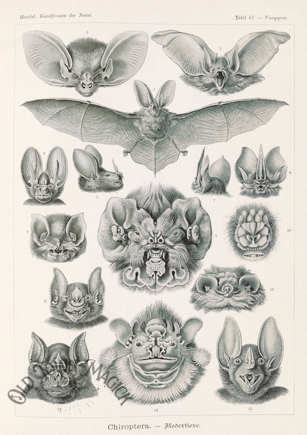 Bat Anatomical Wall Art Print – Gothic Natural History Bat Anatomy Art