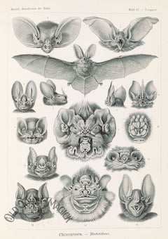 Bat Anatomical Wall Art Print – Gothic Natural History Bat Anatomy Art