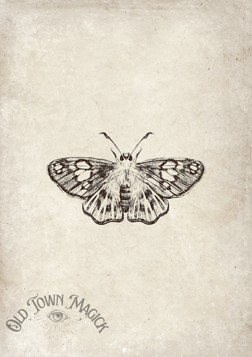 Vintage Moth Sketch Wall Art Print – Natural History Moth Illustration