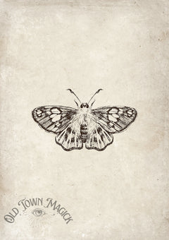Vintage Moth Sketch Wall Art Print – Natural History Moth Illustration