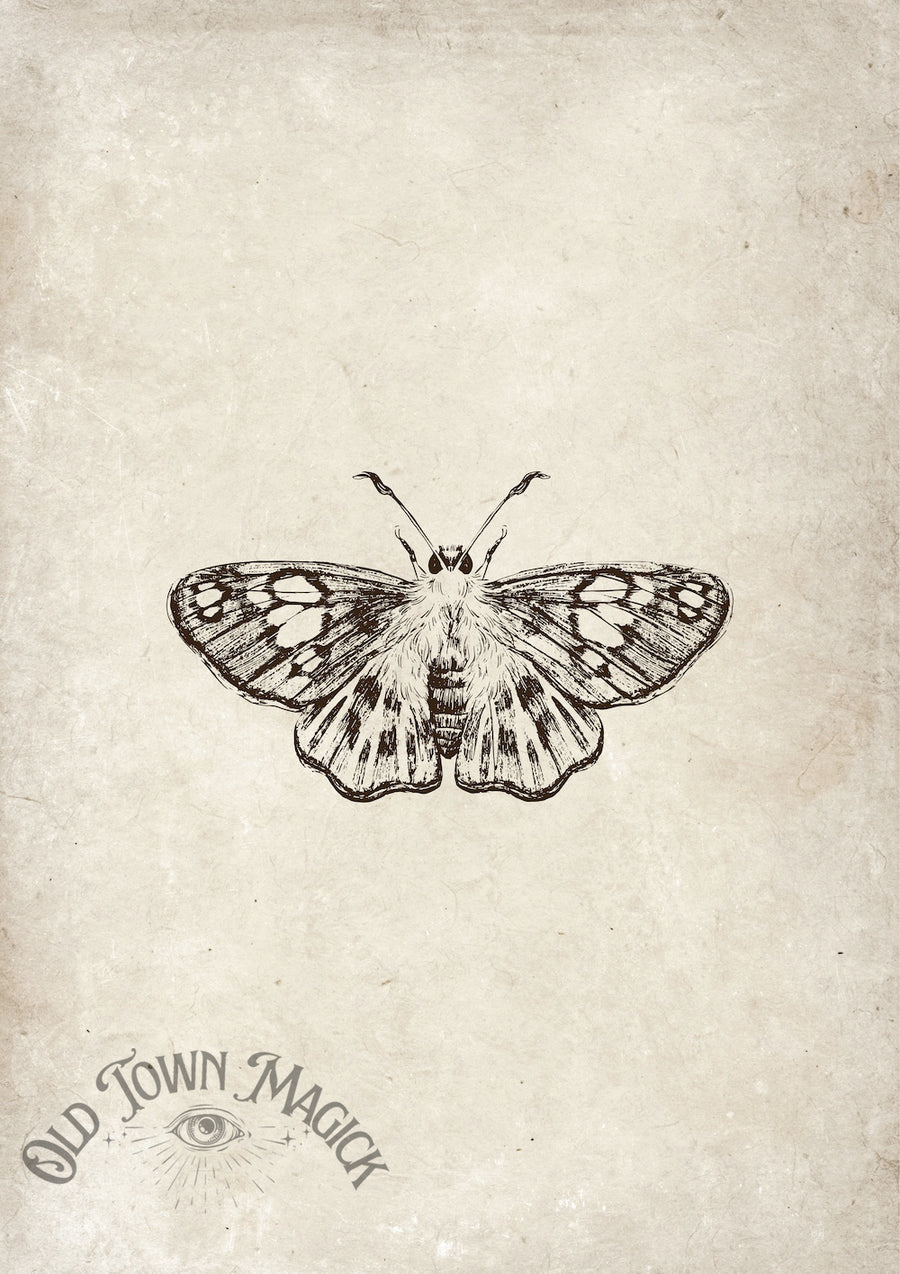 Vintage Moth Sketch Wall Art Print – Natural History Moth Illustration