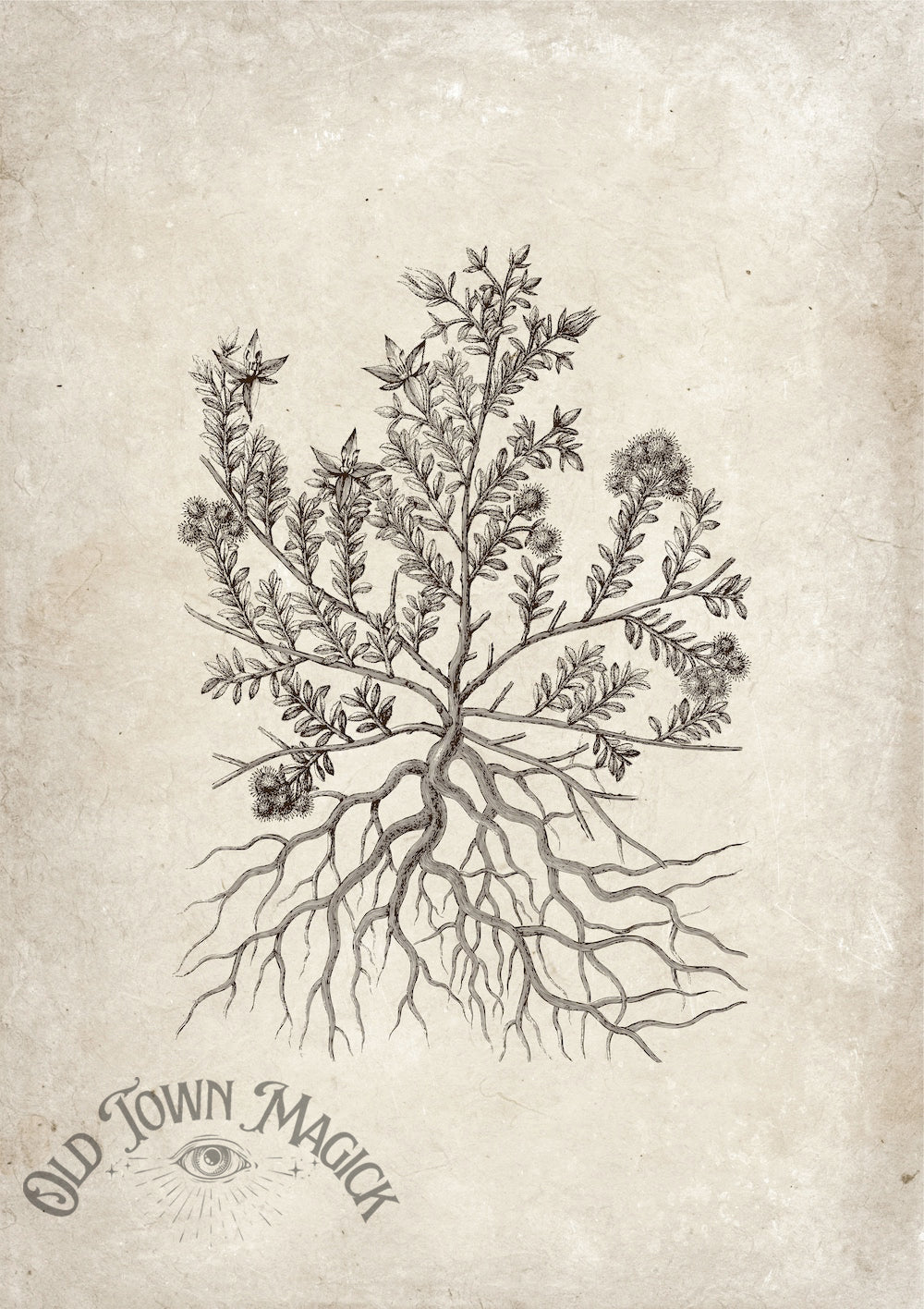 Mystic Herb Sketch Wall Art Print – Esoteric Botanical Illustration Art